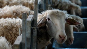 Ακόμη μια σύσκεψη στο Μαξίμου για την ευλογιά των αιγοπροβάτων – Θα συμμετέχουν περιφερειάρχες