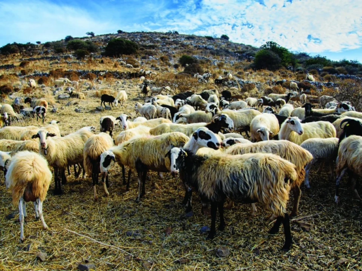 Αναγκαίος έγκαιρος εμβολιασμός για καταρροϊκό πυρετό προειδοποιεί η Περιφέρεια Ηπείρου