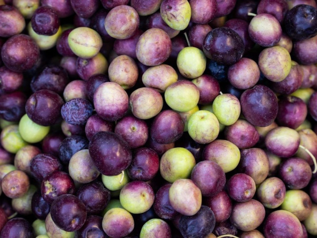 Ανδριανός: Κανονιστική απαίτηση το ελαιοκομικό μητρώο