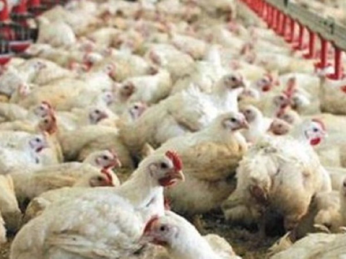 Ανεμοστρόβιλος διέλυσε πτηνοτροφική μονάδα στην Ήπειρο