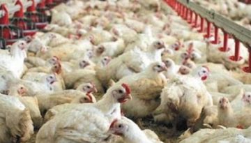 Ανεμοστρόβιλος διέλυσε πτηνοτροφική μονάδα στην Ήπειρο