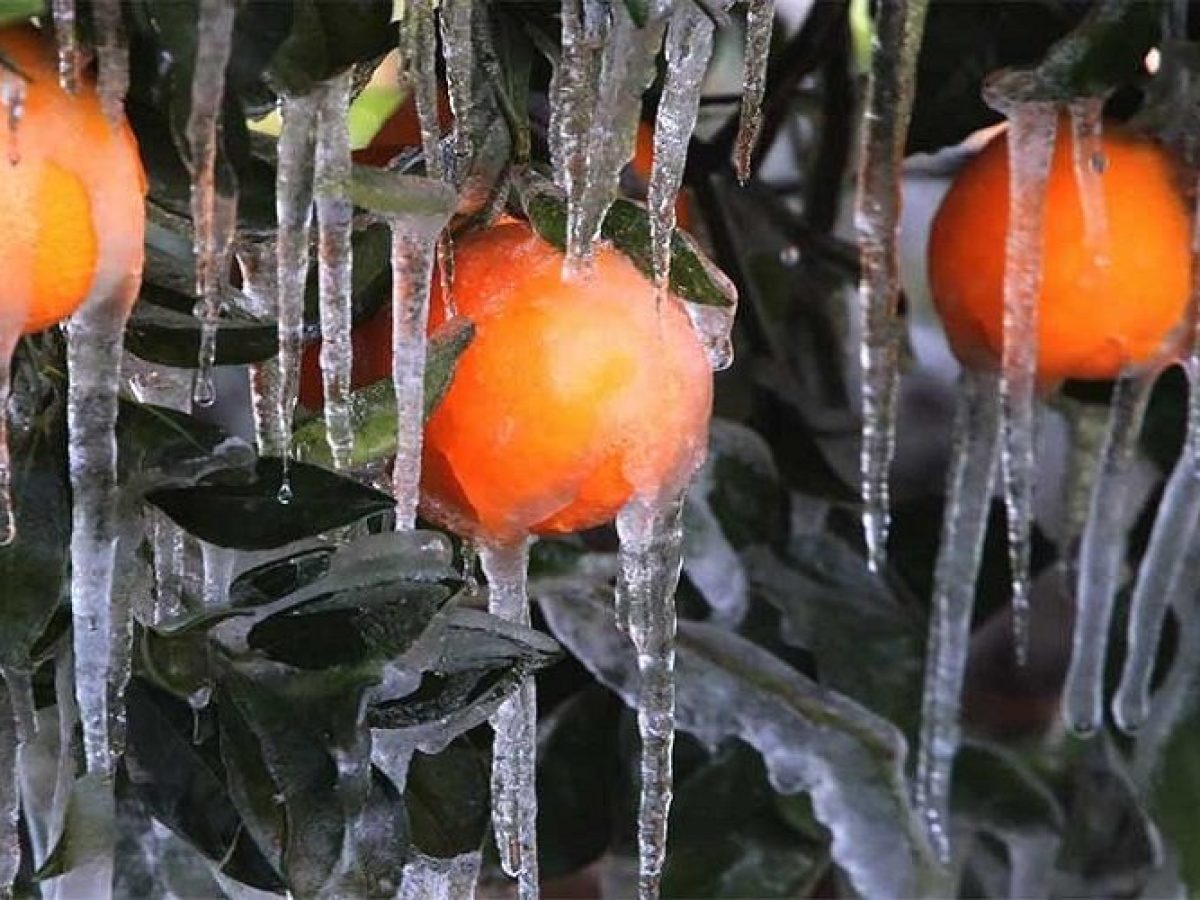 Ανησυχία παραγωγών Αργολίδας για ζημιές από παγετό