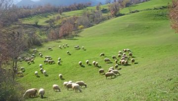 Αντιπαράθεση στη Βουλή για τη νέα ΚΥΑ για τους βοσκότοπους