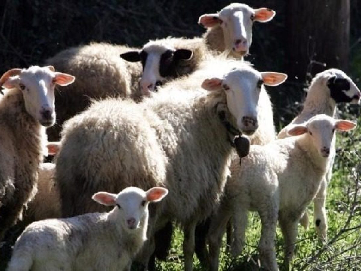 Αποζημιώσεις κτηνοτρόφων: Nωρίτερα φέτος οι αιτήσεις αναγνώρισης ανωτέρας βίας