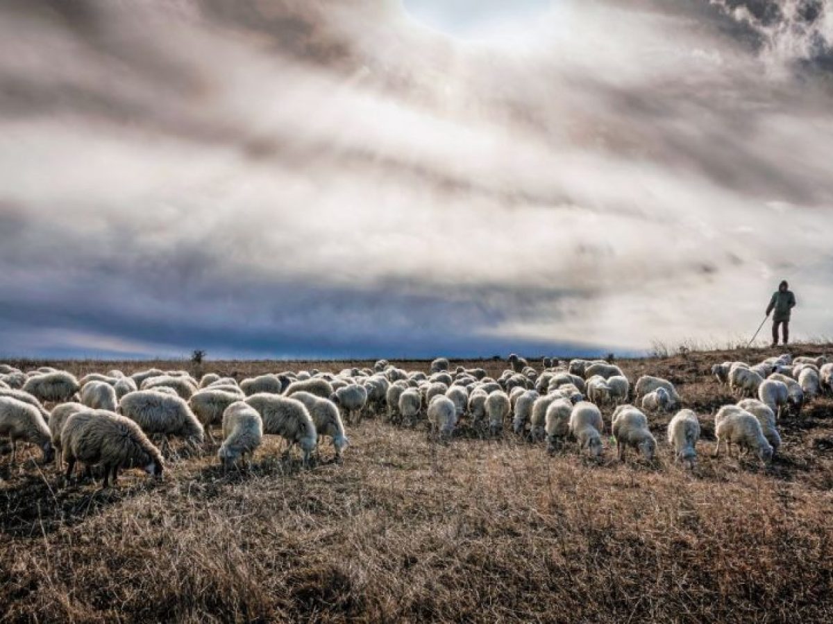 Αποζημιώσεις κτηνοτρόφων: νωρίτερα εφέτος οι αιτήσεις αναγνώρισης ανωτέρας βίας