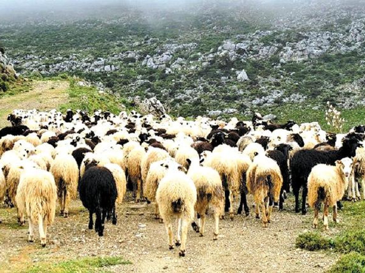 EFSA για ευλογιά αιγοπροβάτων: Δεν υπάρχουν εμβόλια εγκεκριμένα σε επίπεδο στην ΕΕ – Περίπλοκη η περίπτωση εμβολιασμού στ