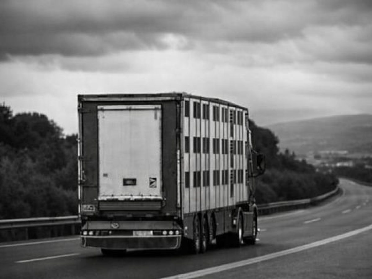 Greece freezes live animal imports as pox outbreak spirals