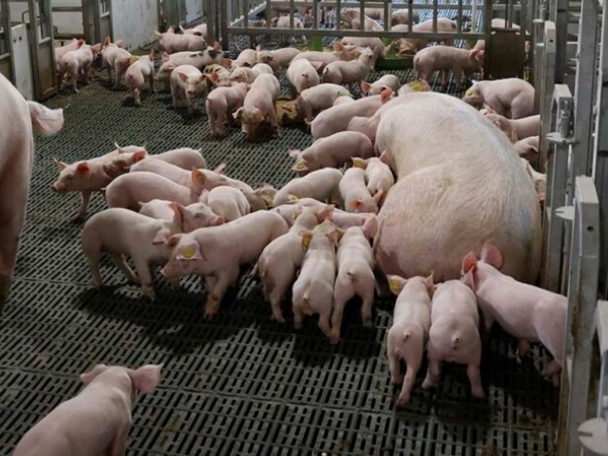 Rabobank: Προκλήσεις για το χοιρινό 2026