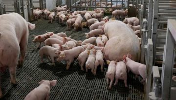 Rabobank: Προκλήσεις για το χοιρινό 2026
