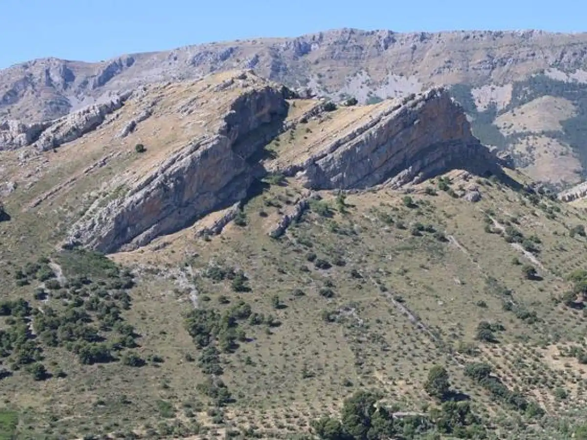 Researchers lead the way on nature-based integrated solutions to fight Xylella