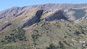 Researchers lead the way on nature-based integrated solutions to fight Xylella