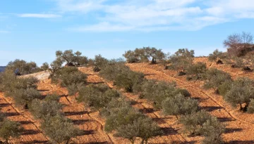 Xylella &ndash; &Epsilon;&pi;&alpha;&nu;ά&sigma;&tau;&alpha;&sigma;&eta; &sigma;&tau;&eta;&nu; έ&gamma;&kappa;&alpha;&iota;&rho;&eta; &delta;&iota;ά&gamma;&nu;&omega;&sigma;&eta;