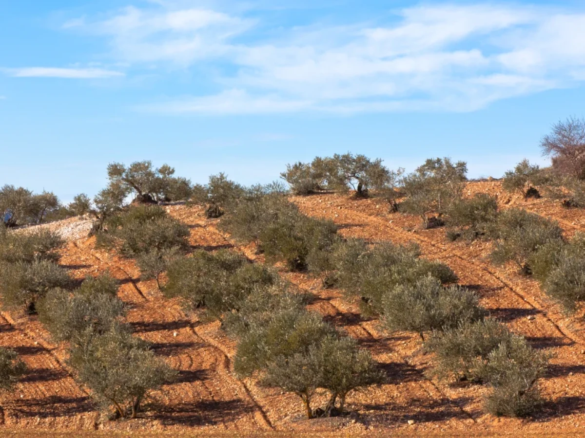 Xylella – Επανάσταση στην έγκαιρη διάγνωση