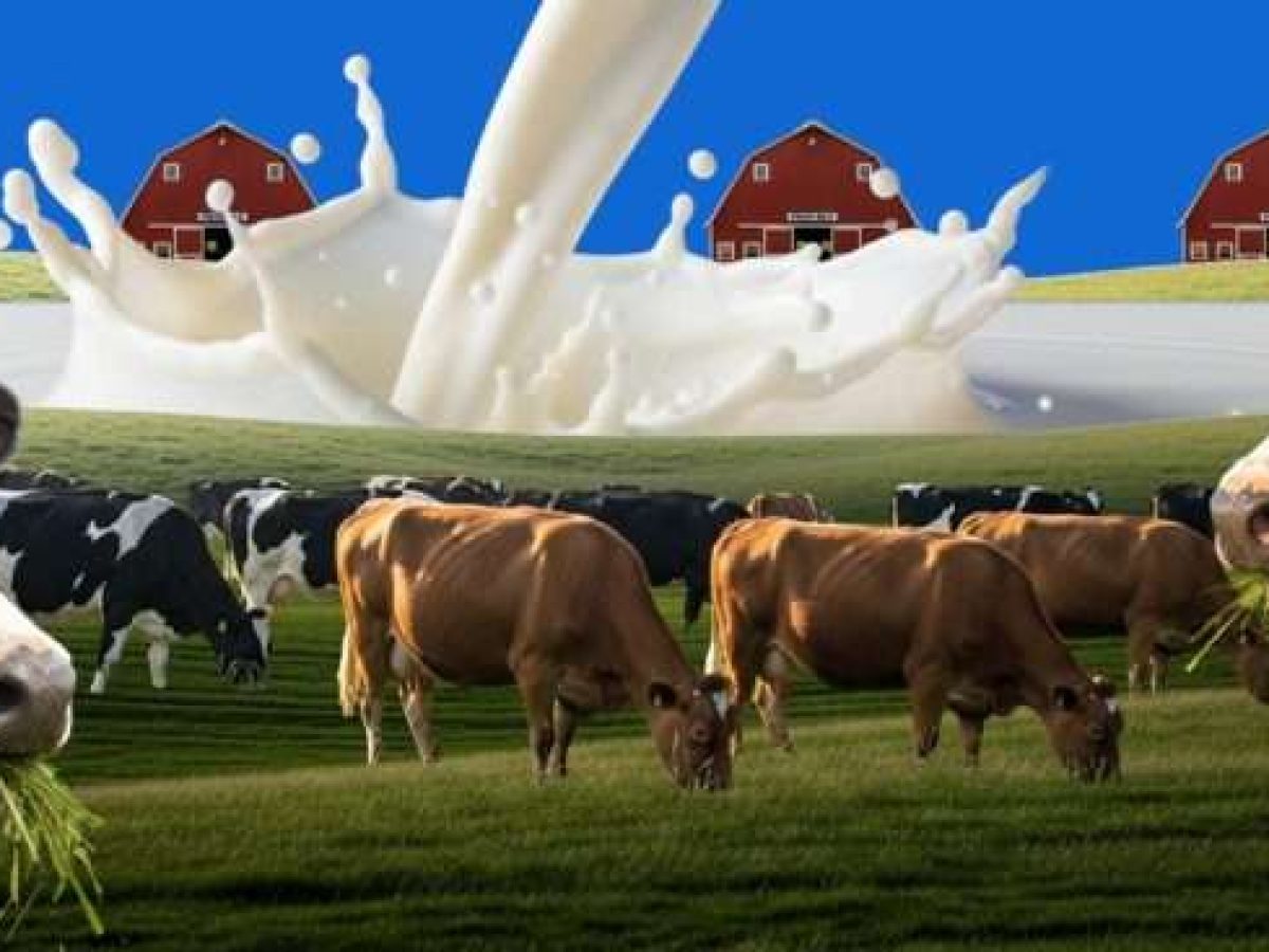 Αύξηση 1,6% στην παραγωγή αγελαδινού γάλακτος στην ΕΕ το 2025 – Πτώση 4,5% για την Ελλάδα