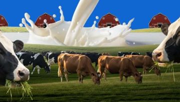 Αύξηση 1,6% στην παραγωγή αγελαδινού γάλακτος στην ΕΕ το 2025 – Πτώση 4,5% για την Ελλάδα