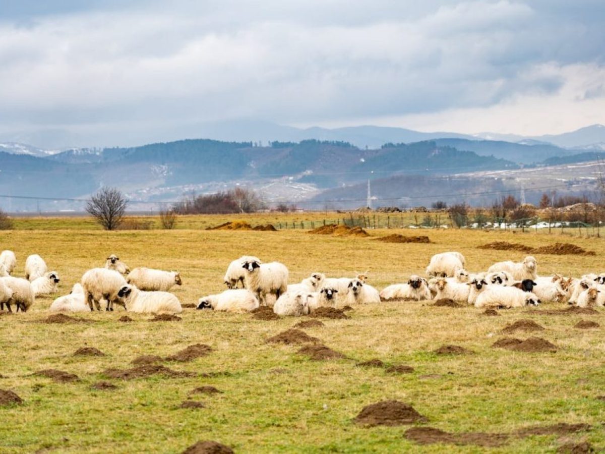 Αύριο στη μια το μεσημέρι η συνάντηση Μητσοτάκη με κτηνοτρόφους