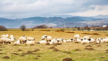 Αύριο στη μια το μεσημέρι η συνάντηση Μητσοτάκη με κτηνοτρόφους