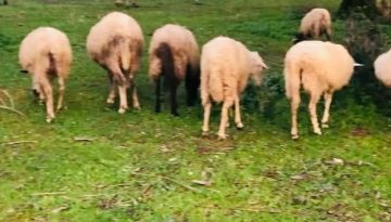 Δάνεια αγοράς ζωοτροφών σε κτηνοτρόφους από Δευτέρα 16 Φεβρουαρίου