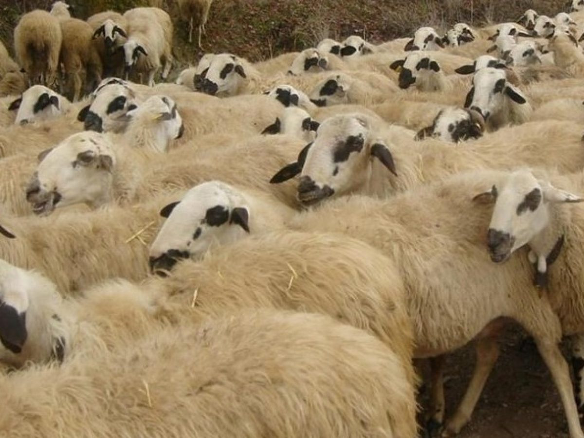 Δάνεια (αντί ενίσχυσης) σε κτηνοτρόφους για ζωοτροφές