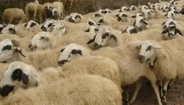 &Delta;ά&nu;&epsilon;&iota;&alpha; (&alpha;&nu;&tau;ί &epsilon;&nu;ί&sigma;&chi;&upsilon;&sigma;&eta;&sigmaf;) &sigma;&epsilon; &kappa;&tau;&eta;&nu;&omicron;&tau;&rho;ό&phi;&omicron;&upsilon;&sigmaf; &gamma;&iota;&alpha; &zeta;&omega;&omicron;&tau;&rho;&omicron;&phi;έ&sigmaf;