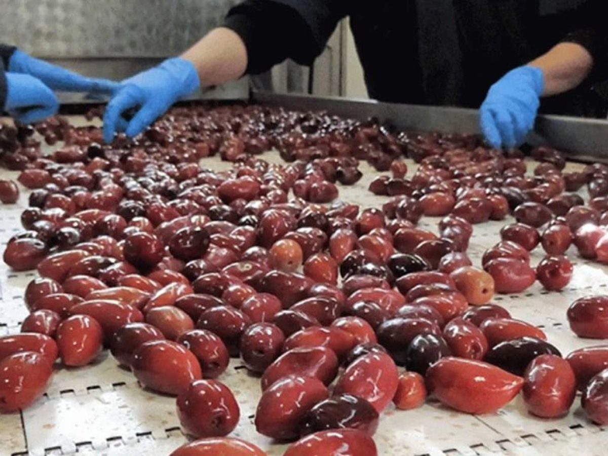 Διασφάλιση συμπερίληψης της επιτραπέζιας ελιάς στις εμπορικές συμφωνίες ΕΕ ζητά η ΔΟΕΠΕΛ