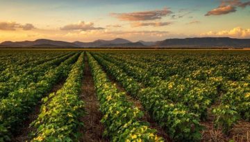 Διευκρινίσεις για δηλώσεις κυριότητας αγροτεμαχίων με ΚΑΕΚ