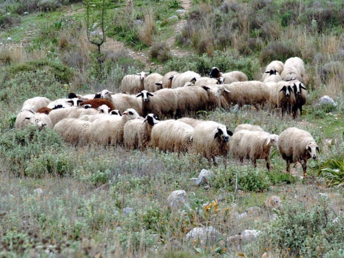 Δύο νέες συλλήψεις στη Θεσσαλία για παραβίαση μέτρων ευλογιάς