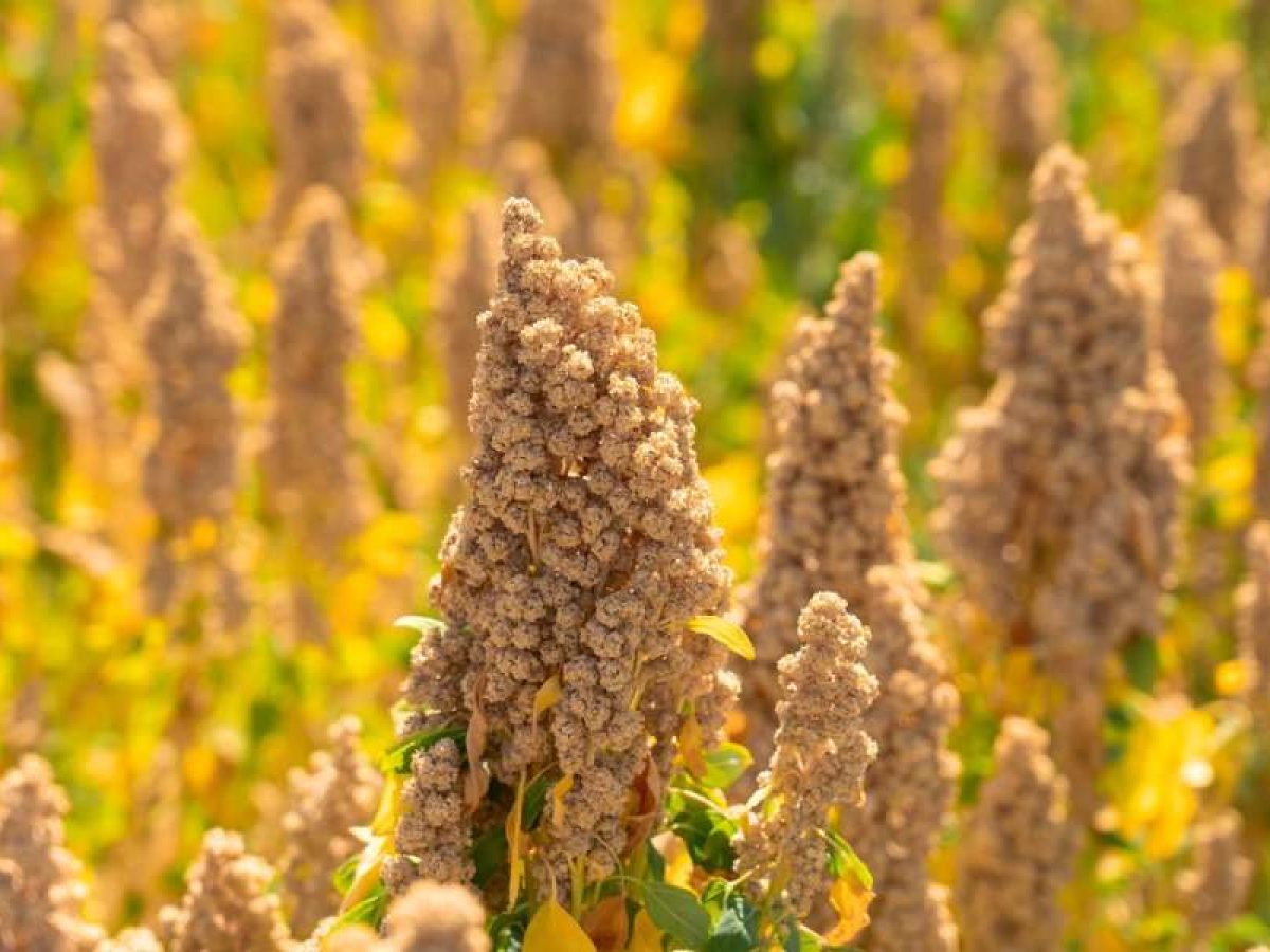 Διπλασιασμός στρεμμάτων κινόα στα Κουφάλια Θεσσαλονίκης