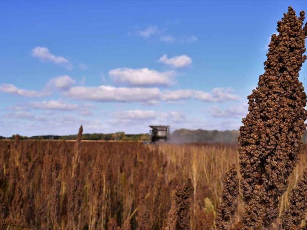 Διπλασιάζει τα στρέμματα με κινόα παραγωγός στην Παιονία – Θετικά τα πρώτα αποτελέσματα