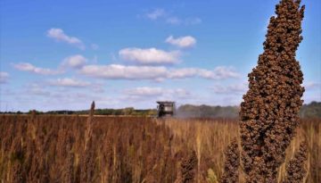Διπλασιάζει τα στρέμματα με κινόα παραγωγός στην Παιονία – Θετικά τα πρώτα αποτελέσματα