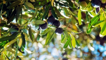 Ελιές & εσπεριδοειδή – Οι κρυφές ζημιές μετά τις βροχές
