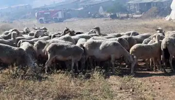 &Epsilon;&pi;&iota;&tau;&rho;&omicron;&pi;ή &Delta;&iota;&alpha;&chi;&epsilon;ί&rho;&iota;&sigma;&eta;&sigmaf; & &Epsilon;&lambda;έ&gamma;&chi;&omicron;&upsilon; &Epsilon;&upsilon;&lambda;&omicron;&gamma;&iota;ά&sigmaf;: &Tau;&omicron; &epsilon;&pi;ό&mu;&epsilon;&nu;&omicron; &tau;&rho;ί&mu;&eta;&nu;&omicron; &epsilon;ί&nu;&alpha;&iota; &tau;&omicron; &pi;&lambda;έ&omicron;&nu; &kappa;&rho;ί&sigma;&iota;&mu;&omicron;