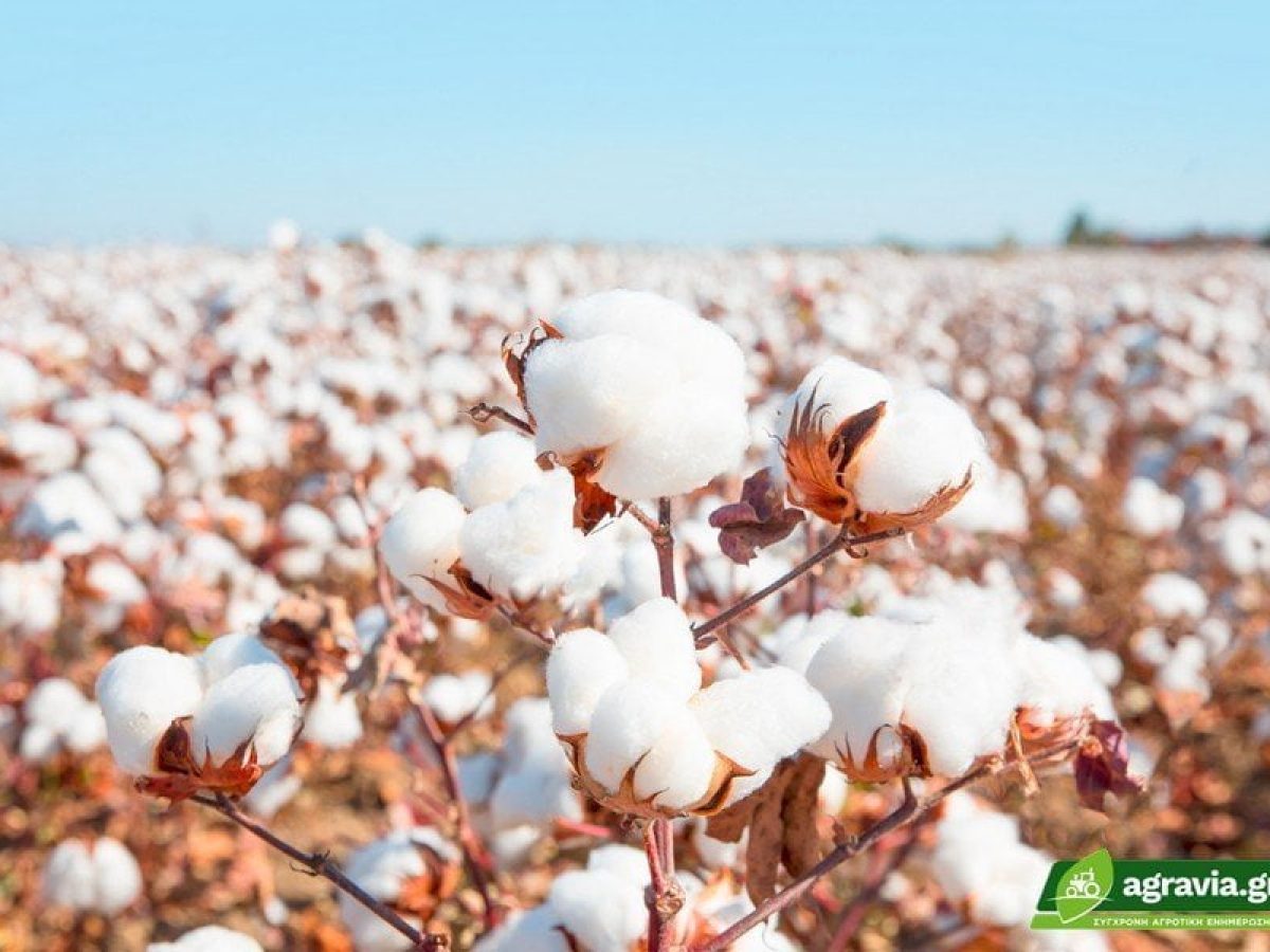 Πότε έρχονται οι Συνδεδεμένες σε βαμβάκι & δημητριακά