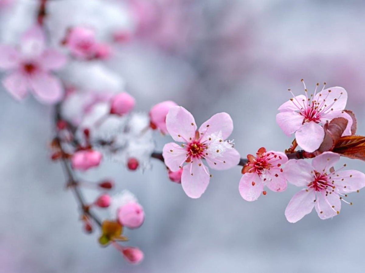 Αμυγδαλιά – Οδηγός προστασίας από μύκητες & έντομα