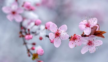 Αμυγδαλιά – Οδηγός προστασίας από μύκητες & έντομα