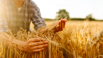 e-ΕΦΚΑ: Πώς θα παραμείνουν ασφαλιστικά «καλυμμένοι» οι αγρότες [πίνακας]