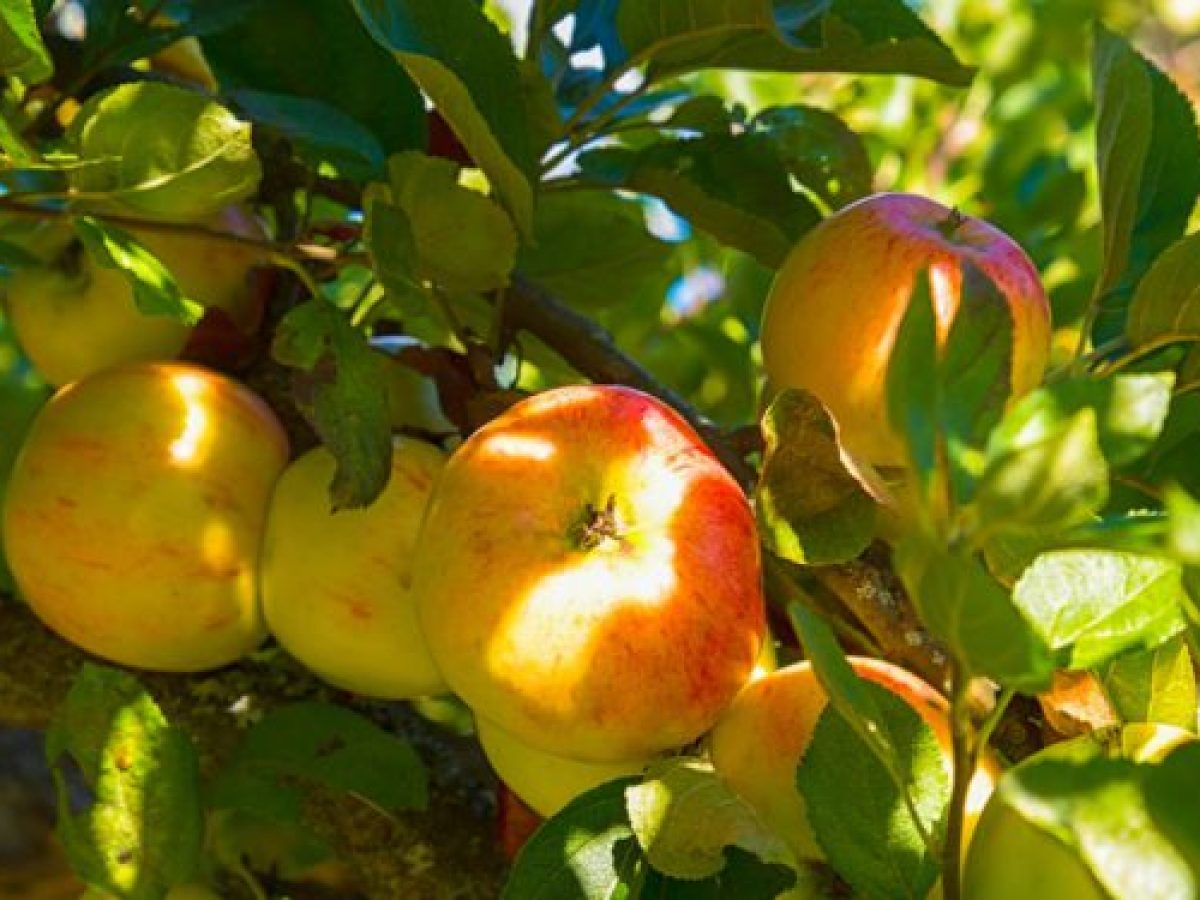 Εχθροί, ασθένειες και χειμερινή φυτοπροστασία σε μηλιά – αχλαδιά