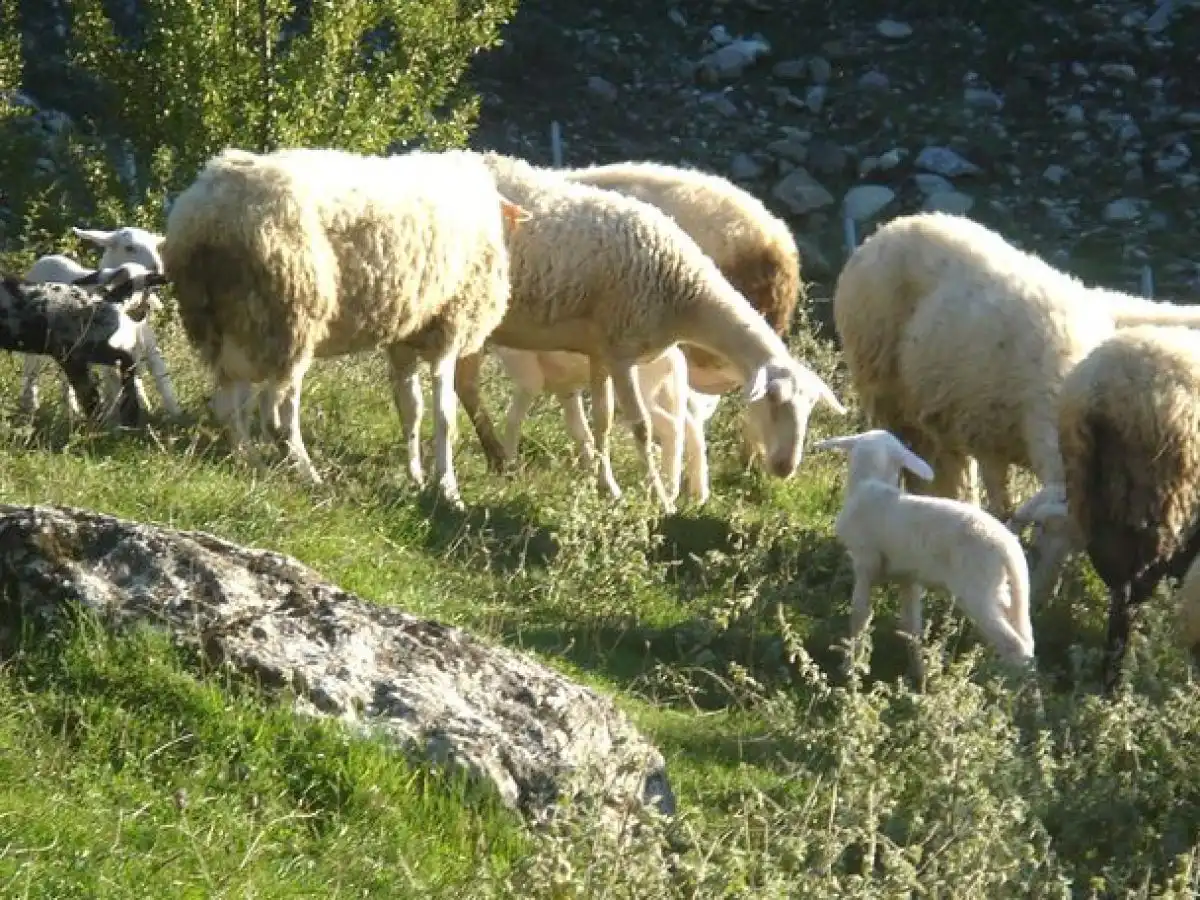 &Epsilon;&kappa;&delta;ή&lambda;&omega;&sigma;&eta; &gamma;&iota;&alpha; &tau;&eta;&nu; &pi;&iota;&sigma;&tau;&omicron;&pi;&omicron;ί&eta;&sigma;&eta; &tau;&omega;&nu; &Pi;&Omicron;&Pi; &pi;&rho;&omicron;ϊό&nu;&tau;&omega;&nu; &laquo;&Alpha;&rho;&nu;ά&kappa;&iota;-&Kappa;&alpha;&tau;&sigma;&iota;&kappa;ά&kappa;&iota; &Epsilon;&lambda;&alpha;&sigma;&sigma;ό&nu;&alpha;&sigmaf;&raquo;