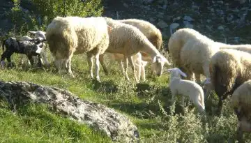 &Epsilon;&kappa;&delta;ή&lambda;&omega;&sigma;&eta; &gamma;&iota;&alpha; &tau;&eta;&nu; &pi;&iota;&sigma;&tau;&omicron;&pi;&omicron;ί&eta;&sigma;&eta; &tau;&omega;&nu; &Pi;&Omicron;&Pi; &pi;&rho;&omicron;ϊό&nu;&tau;&omega;&nu; &laquo;&Alpha;&rho;&nu;ά&kappa;&iota;-&Kappa;&alpha;&tau;&sigma;&iota;&kappa;ά&kappa;&iota; &Epsilon;&lambda;&alpha;&sigma;&sigma;ό&nu;&alpha;&sigmaf;&raquo;