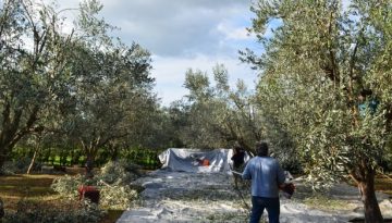 Ελιά: Πώς ο «πράσινος χρυσός» της Ελλάδας φέρνει επενδύσεις