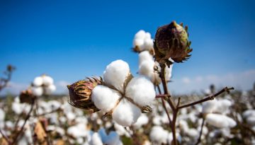 Ενισχύσεις 110 εκατ. ευρώ σε βαμβάκι, σκληρό σίτο και μηδική