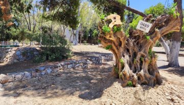Αιωνόβιες ελιές στον Δήμο Ηρακλείου Αττικής