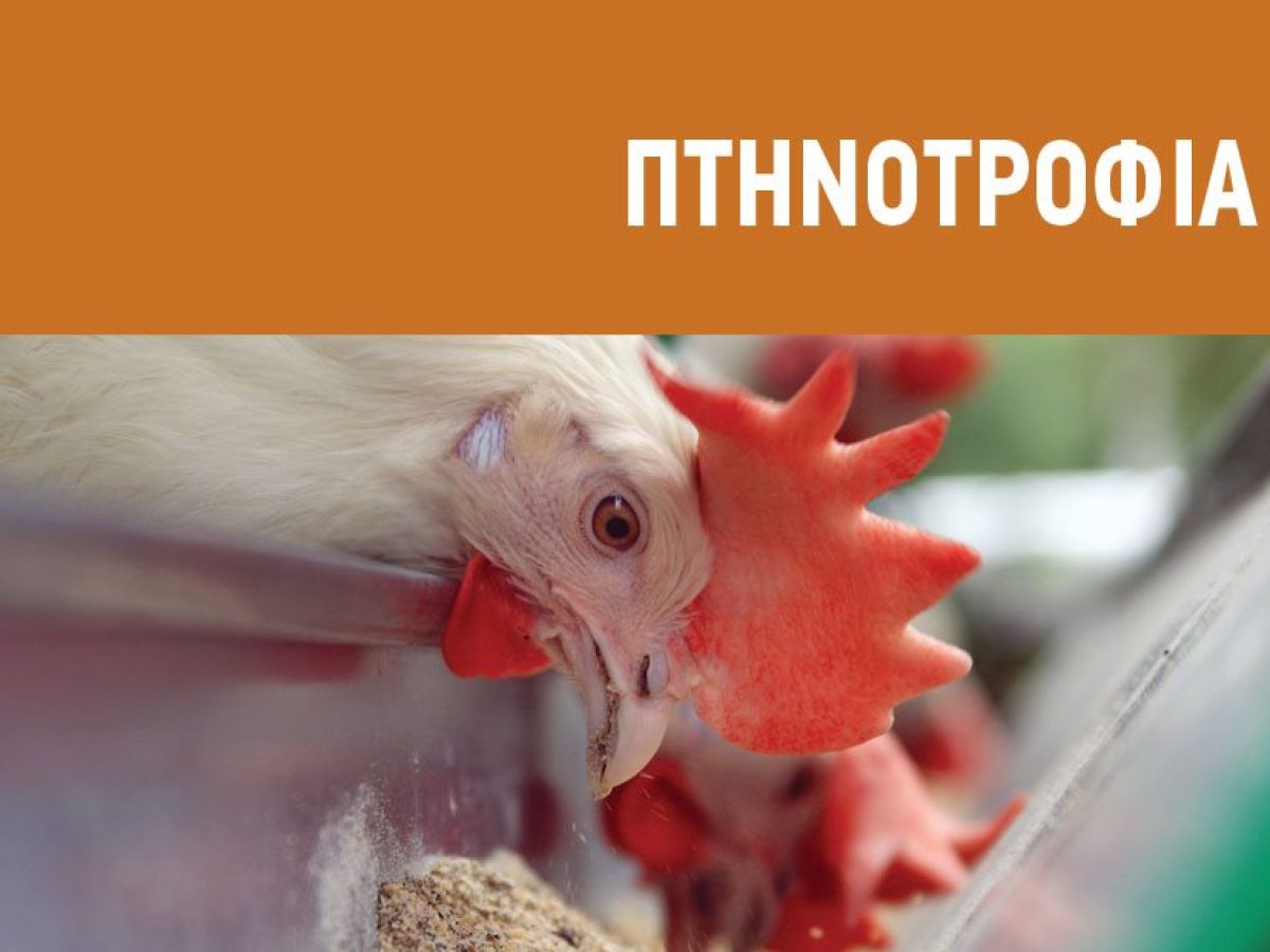 Έπιασε τα 30 κιλά η ετήσια κατανάλωση στο κοτόπουλο, σε μεγέθυνση η πτηνοτροφία