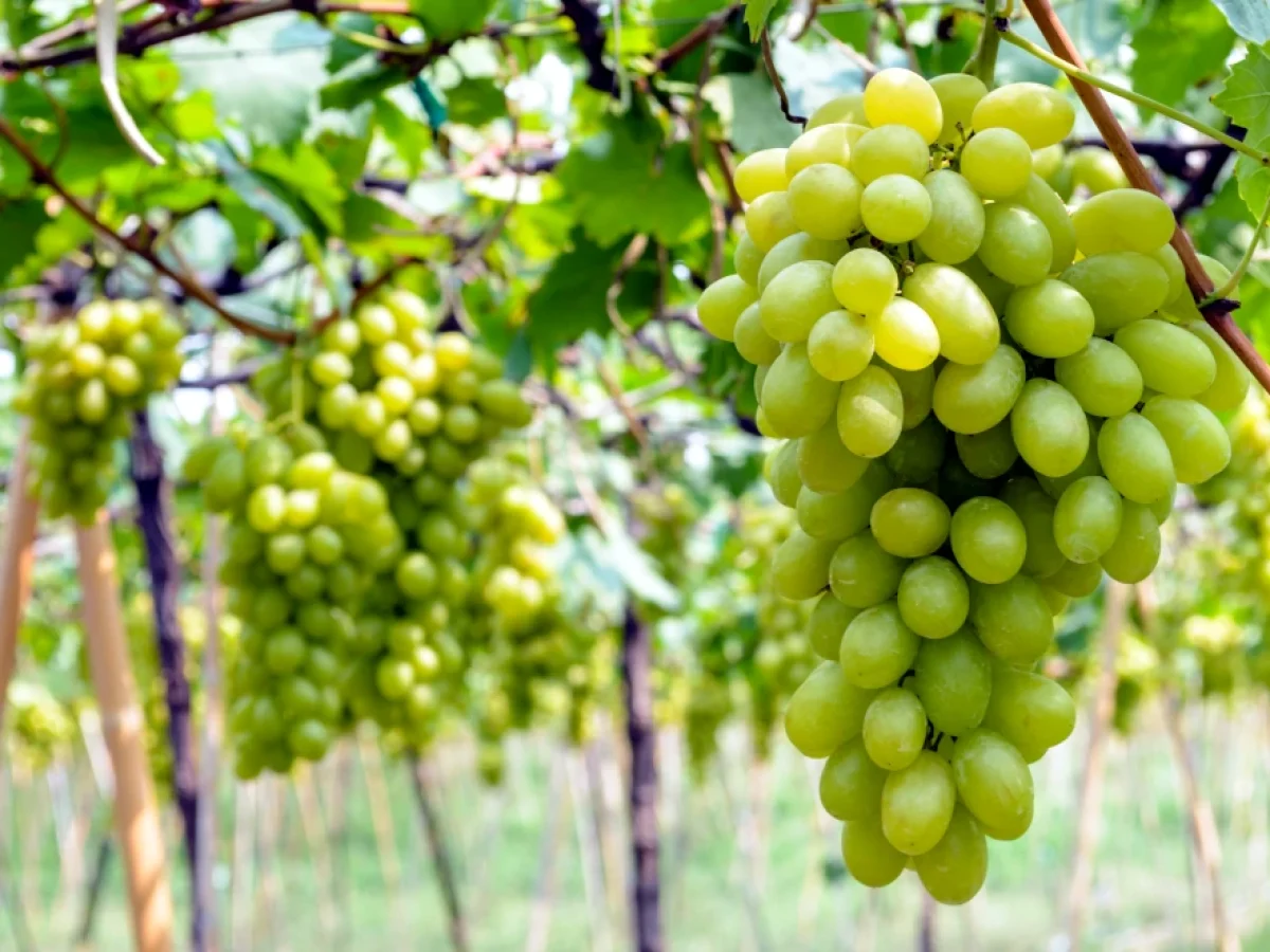 Επτά νέες ποικιλίες αμπέλου αλλάζουν την ευρωπαϊκή αμπελουργία