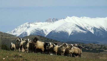 Έρχονται πρόστιμα και στάση πληρωμών στην ΑΑΔΕ(ΟΠΕΚΕΠΕ);;;