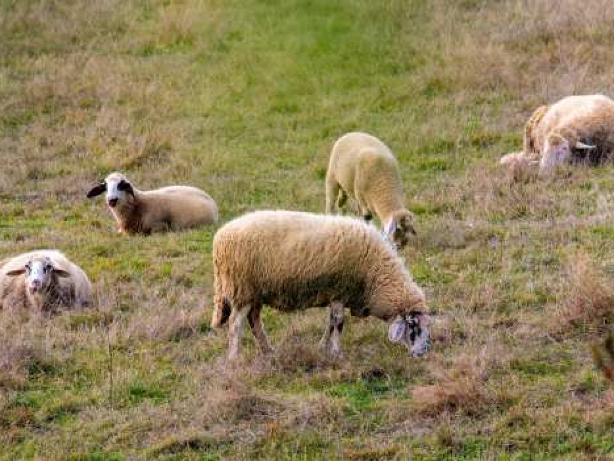 Εθνική αντεπίθεση κατά της ευλογιάς: 97 στρατιωτικοί κτηνίατροι στο πεδίο