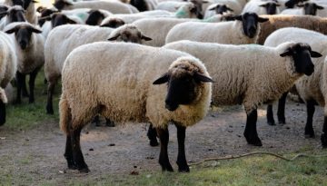 Έτοιμες λύσεις για κτηνοτρόφους στο One stop shop Κτηνοτροφίας Πειραιώς, Milkplan, Γαίας Έργον