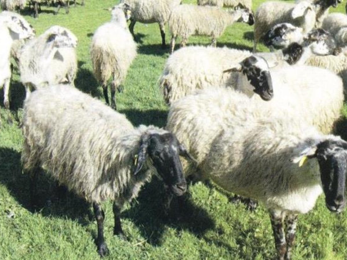 Ευλογιά αιγοπροβάτων: 500.000 θανατώσεις, χωρίς αποτέλεσμα
