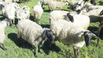 Ευλογιά αιγοπροβάτων: 500.000 θανατώσεις, χωρίς αποτέλεσμα