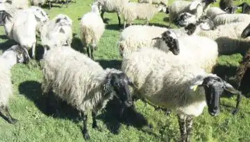 &Epsilon;&upsilon;&lambda;&omicron;&gamma;&iota;ά &alpha;&iota;&gamma;&omicron;&pi;&rho;&omicron;&beta;ά&tau;&omega;&nu;: 500.000 &theta;&alpha;&nu;&alpha;&tau;ώ&sigma;&epsilon;&iota;&sigmaf;, &chi;&omega;&rho;ί&sigmaf; &alpha;&pi;&omicron;&tau;έ&lambda;&epsilon;&sigma;&mu;&alpha;